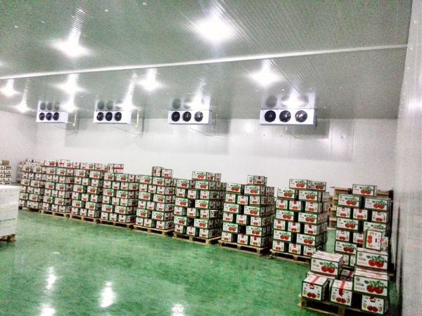 From Orchard to Opportunity: How Controlled Atmosphere Storage is Securing the Future for Nepal's Fruit Farmers